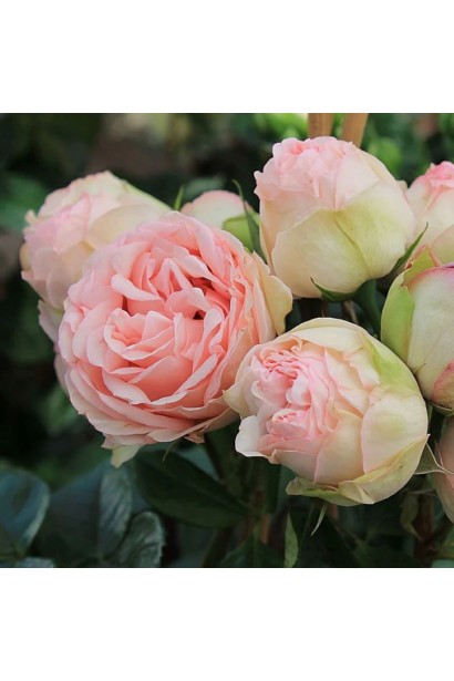 Троянда англійська Брайдал Піано